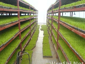走农业现代化之路 安吉上墅水稻秧苗首次采用温室育秧