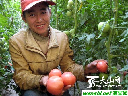 八十九团在高寒地区种植茄果类蔬菜成功应市