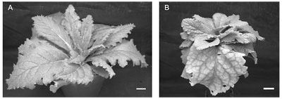 科学家验证植物糖运输理论