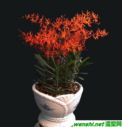 火焰兰10种新品诞生 花色艳丽