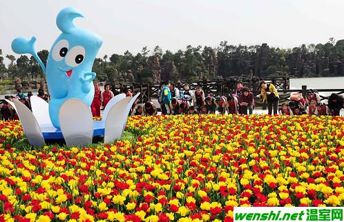 上海鲜花港：百万郁金香绽放迎客