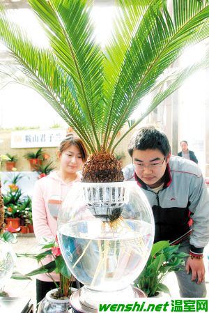 天津成功驯化水培苏铁等多种较难培育木本植物