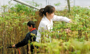 图文：天津市津南区松江生态现代设施农业示范基地