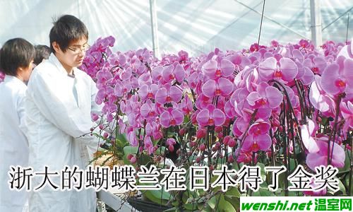 浙大的蝴蝶兰在日本得了金奖 拍卖会上拍出200万元