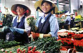 越南大叻：花卉出口有望使其成为新的“荷兰”