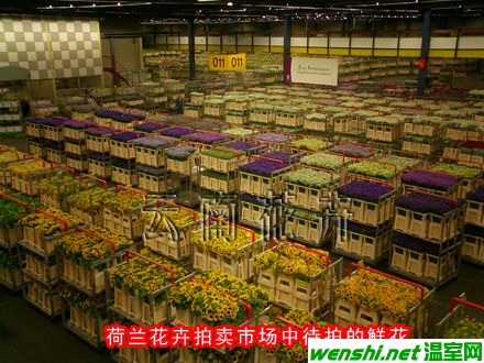 今年前6个月荷兰花卉拍卖销售收入超过预期