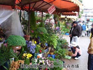 越南将成为花卉出口大国