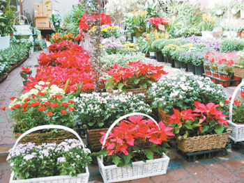 韩国花卉业在激烈竞争中迅速发展