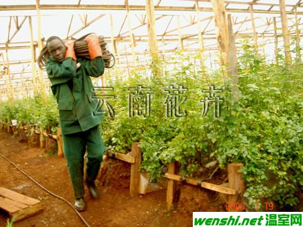 肯尼亚花卉产业及其机构构架——云南考察组赴肯考察报告（三）