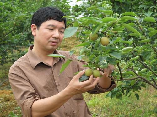 科技种养能手罗贵木建成翠冠梨种植示范基地