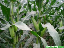浙江省甜玉米生产现状分析和栽培技术