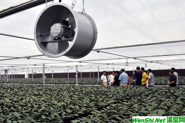 北京首次大规模利用地热资源种植温室花卉