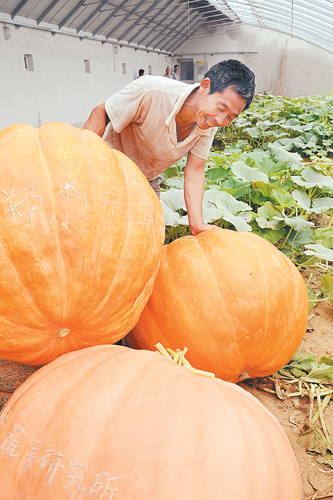 郑州市实验田的日光温室里长出252斤的大南瓜（图）