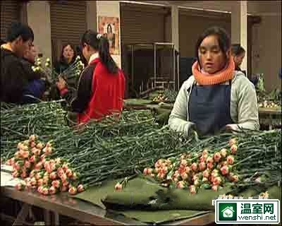 云南花卉受灾严重 价格不同程度上涨