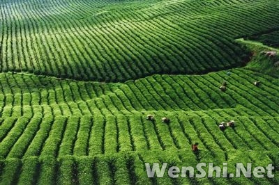 贵州凤冈县：力推有机茶生态旅游