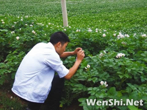 威宁高原生态旅游亮点马铃薯花