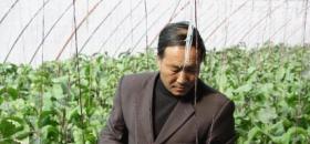 阳高温室大棚年产值近3亿元