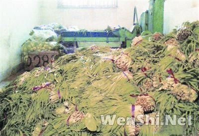 毒韭菜集中销毁 青岛毒韭菜事件9名中毒者联合投诉仍未获赔