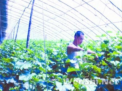 沈阳今年拟建设10万亩设施农业