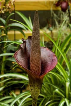 上海植物园展览温室引进珍稀魔芋