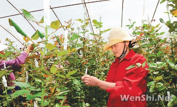 拉萨发展庭院经济花卉首次出口国外