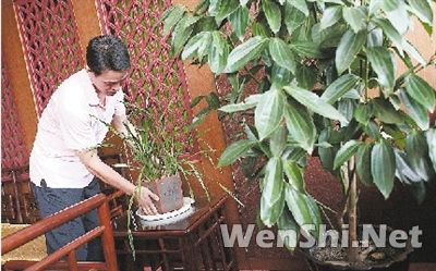 郑州花卉租赁越来越热