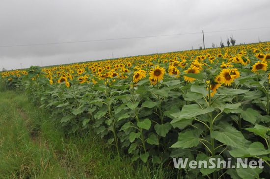 宁夏发展设施农业 效益稳步提升