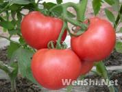 温室栽培番茄定植后管理