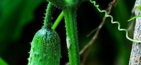 高效节能日光温室黄瓜栽培技术要点