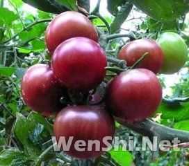 日光温室黑樱桃番茄栽培技术
