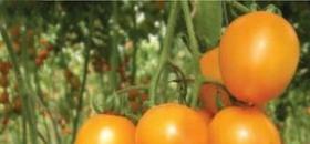 日光温室樱桃番茄的品种介绍及特性