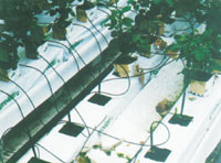 温室自动暗渗灌溉的追肥技术