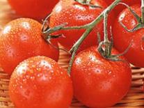 日光温室樱桃番茄冬春茬栽培技术