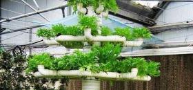 温室番茄、生菜、鸡腿菇高效立体种植技术