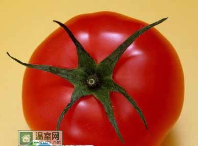 多吃番茄 美容养颜防疲劳